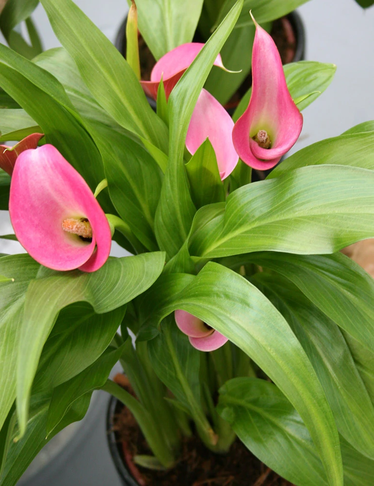 Menu Garnet Glow Calla Lilies - Image 2
