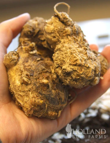 Menu Garnet Glow Calla Lilies - Image 3