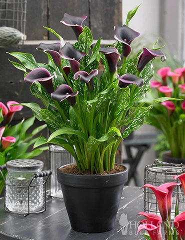 Menu Dubai Nights Calla Lilies