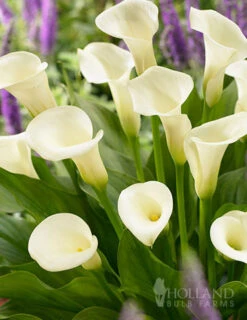 Menu Intimate Queen Calla Lily