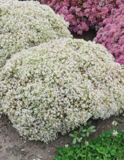 Menu Bundle Of Joy Sedum
