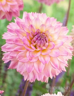 Menu Colorful Investment Dahlia