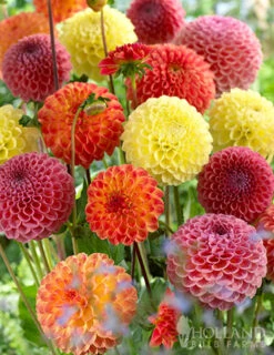 Menu Ball Mixture Dahlias