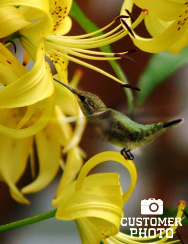 Menu Sundew Double Asiatic Lily - Image 3