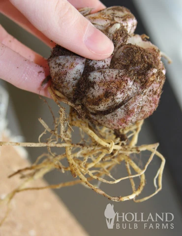 Menu Sundew Double Asiatic Lily - Image 4