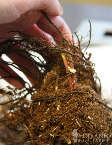 Menu Cinnamon Fern - Image 2