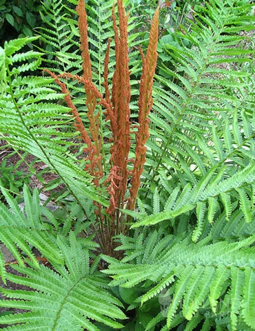 Menu Cinnamon Fern