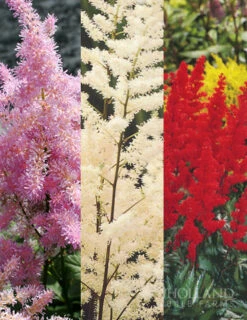 Menu Astilbe Collection
