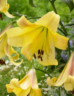 Menu Rising Moon Orienpet Lily