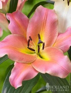 Menu On Stage Orienpet Lily