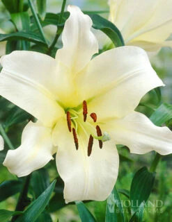 Menu Ovatie Orienpet Lily