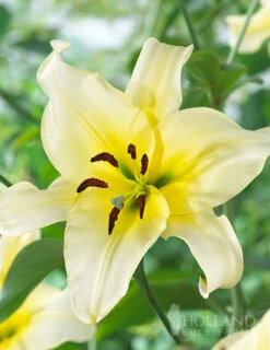 Menu Late Morning Orienpet Lily