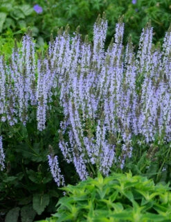 Menu Crystal Blue Salvia