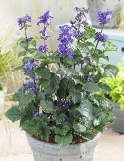 Menu China Purple Clematis