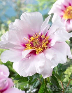 Menu Cora Louise Itoh Hybrid Peony