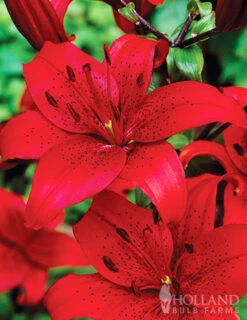 Menu Red Asiatic Lily