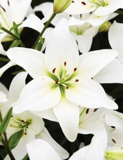 Menu White Asiatic Lily