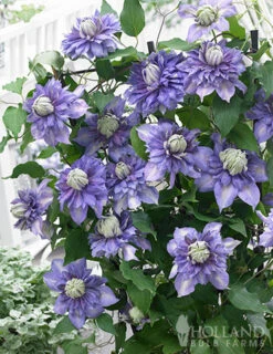 Menu Diamantina Clematis