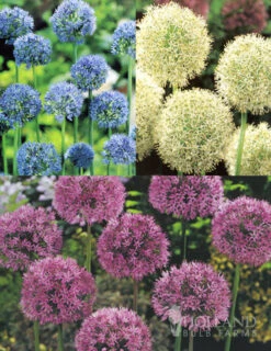 Menu Beautiful Mix Of Allium Collection