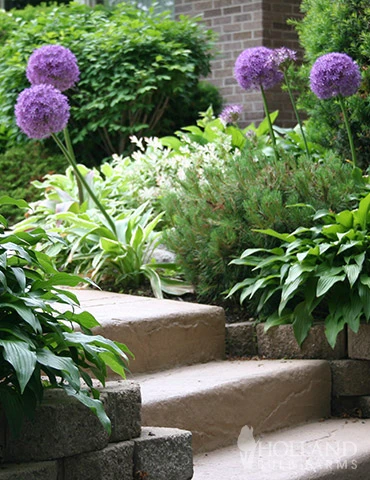 Menu Colossal Allium Collection - Image 9