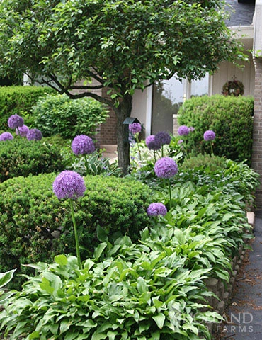 Menu Colossal Allium Collection - Image 8