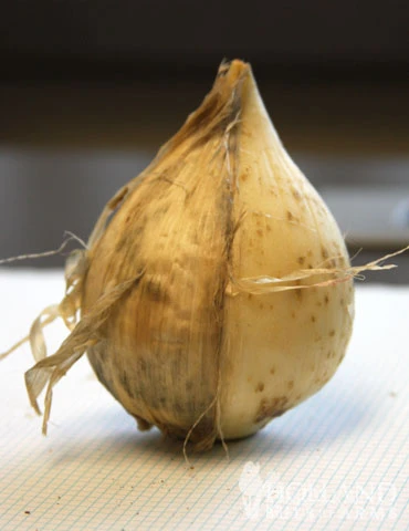 Menu Colossal Allium Collection - Image 7