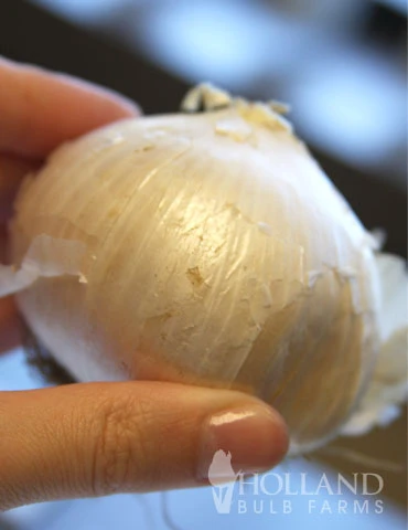 Menu Colossal Allium Collection - Image 11