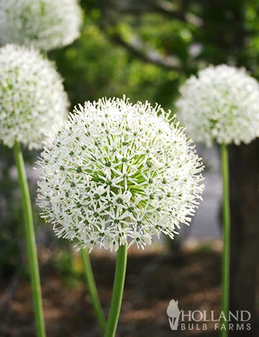 Menu Colossal Allium Collection - Image 12