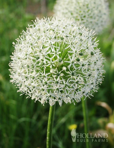 Menu Colossal Allium Collection - Image 10