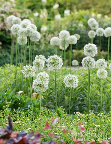 Menu Colossal Allium Collection - Image 15