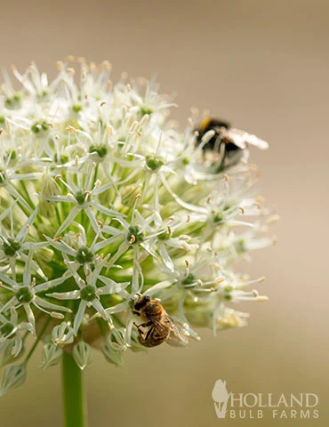 Menu Colossal Allium Collection - Image 14