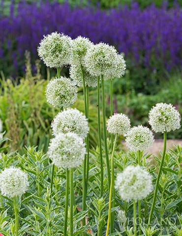 Menu Colossal Allium Collection - Image 13