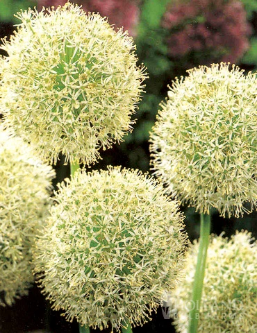 Menu Colossal Allium Collection - Image 4