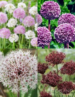 Menu Beginner Allium Collection