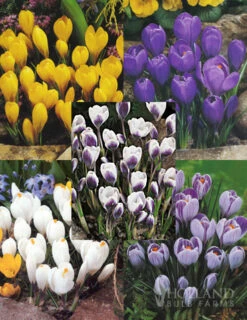 Menu Charming Crocus Collection