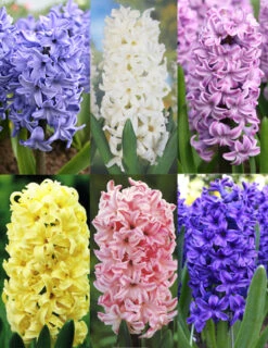 Menu Pastel Mix Hyacinth Collection