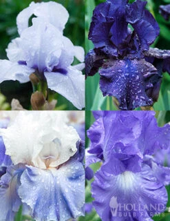 Menu Cool Blue Bearded Iris Collection