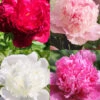 Menu Fragrant Peony Collection
