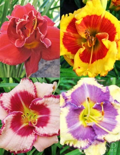 Menu Beginner Daylily Collection