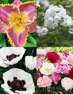 Menu Perennial Mix Collection