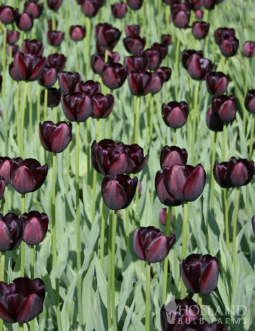 Menu Orange & Purple Tulip Collection - Image 10