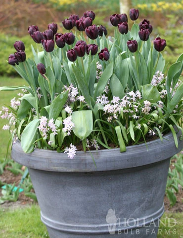 Menu Orange & Purple Tulip Collection - Image 12