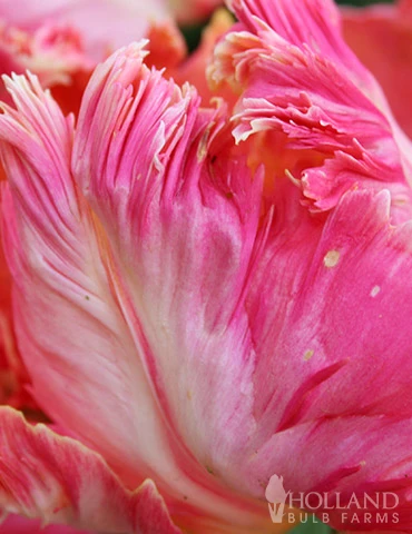 Menu Orange & Purple Tulip Collection - Image 16