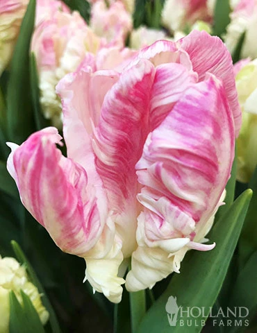 Menu Orange & Purple Tulip Collection - Image 15