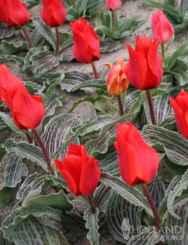 Menu Beginner Tulip Collection - Image 11