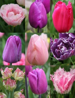 Menu 100 Blooms Of Purple And Pink Tulips Collection