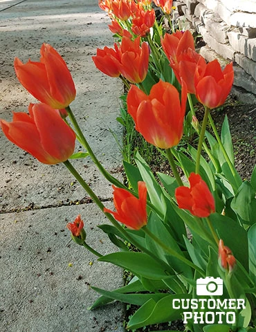 Menu Orange & Purple Tulip Collection - Image 6