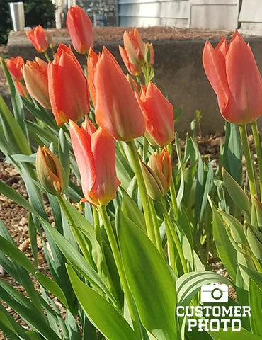 Menu Orange & Purple Tulip Collection - Image 7