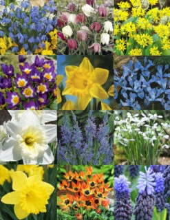 Menu Naturalizing Fall Bulb Collection