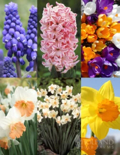 Menu Under The Tree And Blooming Collection